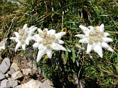 DA CERETE DI ARDESIO ALL’ANTICIMA E CIMA DEL MONTE SECCO SERIANO (mt.2267) - FOTOGALLERY